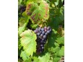 Détails : e-Club des Amateurs de Vins