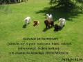 Détails : elevage de caniches et de bichons maltais