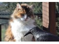 Détails : La Félinière - Pension pour chat à Notre dame de l'Osier - Grenoble