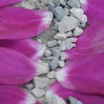 aunomdelarose