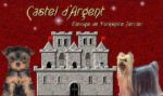 Castel d’Argent – Elevage de Yorshire – Terrier