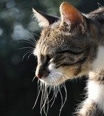 La Félinière – Pension pour chats