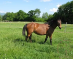 Le Veytet – Commerce et élevage de chevaux