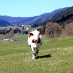 Ferme de La Bourrière dans le Vercors