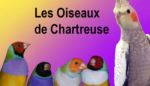 Les oiseaux de Chartreuse