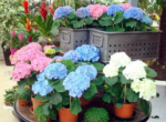 Primevère Fleuriste à Biviers