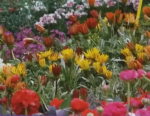 Jardinerie Coquet