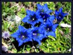 La Ventiane – fleuriste à Chapareillan