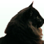 Pré du Walhalla – Elevage de chat norvégien