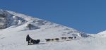 Esprit du Nord – Chiens de traineau – Sled dogs