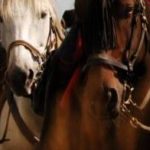 Les Fermes Equestres du Vercors – La Chevauchée – La Renardière